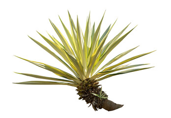 Agave plant isolated on white background.This has clipping path.