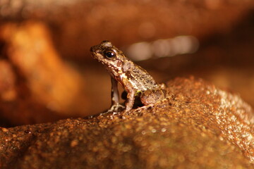 Small Frog Macro 1