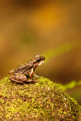 Small Frog Macro 1