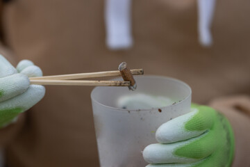 Cigarette goby is raised with wooden sticks