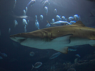 Shark and fish at the aquarium