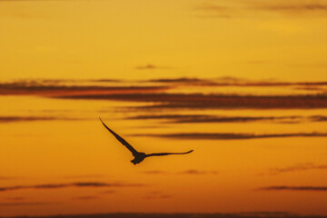 Bird at Sunset alone