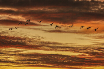 Bird at Sunset group