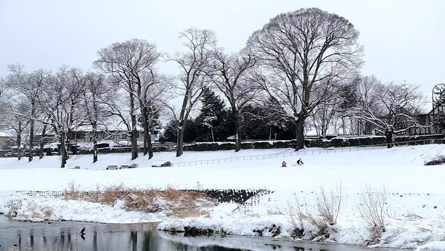京都の冬景色，京都府京都市，鴨川は、桟敷ケ岳付近を源とし桂川の合流点に至るまで京都市内の南北を流れる約23kmの河川です。悠久の歴史の中で千年の都と京文化を育んできた川であり、今も大都市にあって清澄さを保ち、憩いの場として多くの人に親しまれています。冬，京都，日本，風景,，旅行，自然，木，背景，光，観光スポット