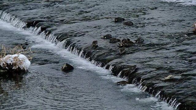 京都の冬景色，京都府京都市，鴨川は、桟敷ケ岳付近を源とし桂川の合流点に至るまで京都市内の南北を流れる約23kmの河川です。悠久の歴史の中で千年の都と京文化を育んできた川であり、今も大都市にあって清澄さを保ち、憩いの場として多くの人に親しまれています。冬，京都，日本，風景,，旅行，自然，木，背景，光，観光スポット