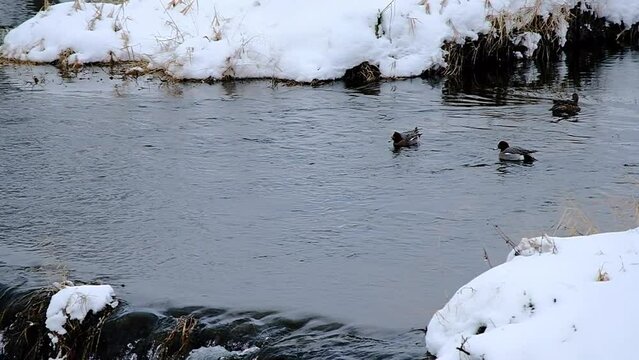 京都の冬景色，京都府京都市，鴨川は、桟敷ケ岳付近を源とし桂川の合流点に至るまで京都市内の南北を流れる約23kmの河川です。悠久の歴史の中で千年の都と京文化を育んできた川であり、今も大都市にあって清澄さを保ち、憩いの場として多くの人に親しまれています。冬，京都，日本，風景,，旅行，自然，木，背景，光，観光スポット