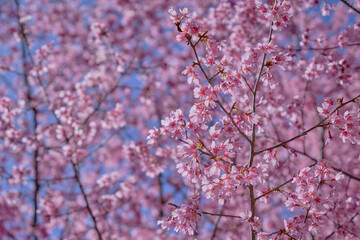 風景素材　春の晴れた日の綺麗な桜