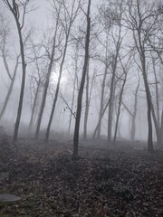 fog in the woods