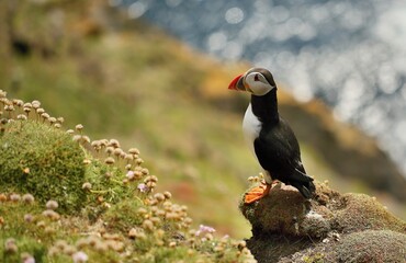 Fototapeta premium Atlantic puffin, Fratercula artica, Shetland Islands