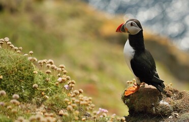 Fototapeta premium Atlantic puffin, Fratercula artica, Shetland Islands