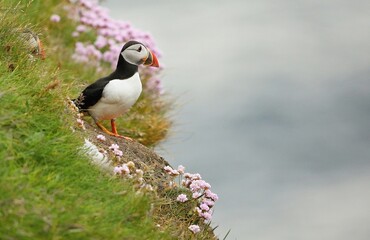 Atlantic puffin, Fratercula artica, Shetland Islands