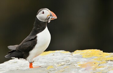 Atlantic puffin, Fratercula artica, Shetland Islands
