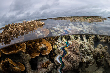Coral reef, Heron Island Australia