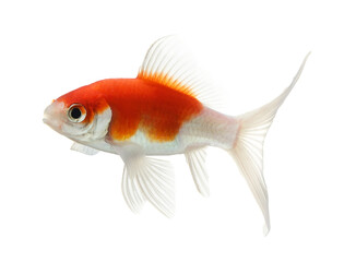 gold fish isolated on transparent png