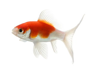 gold fish isolated on transparent png