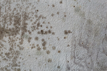 Black spots of toxic mold and fungus bacteria on the interior wall of the house. Concept of...