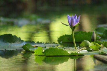Waterlily 7
