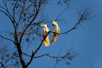 Sulphur-Crested Cockatoo (Cacatua galerita)