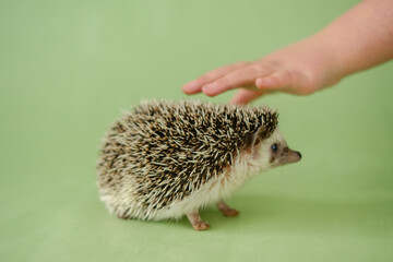 Hedgehog and a hand on a green background. The child strokes the hedgehog. Interaction...