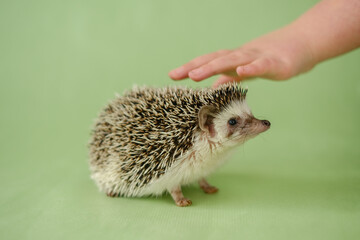  child strokes the hedgehog. Hedgehog and a childs hand on a green background. Interaction communication between man and hedgehog. Child and pet.African pygmy hedgehog.