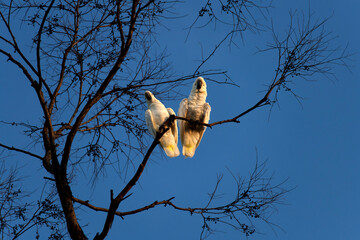 Sulphur-Crested Cockatoo (Cacatua galerita)