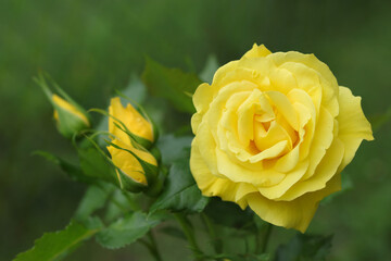 Flower of yellow  Rose in the summer garden. Beautiful Rose in the sunshine. Yellow garden rose on a bush. Flower petals. Valentine's day. Postcard. Summer blossom. Floral banner