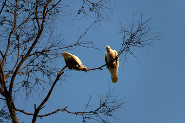 Sulphur-Crested Cockatoo (Cacatua galerita)