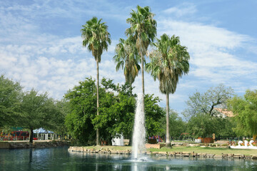 Tropical palms with beautiful green leaves in park