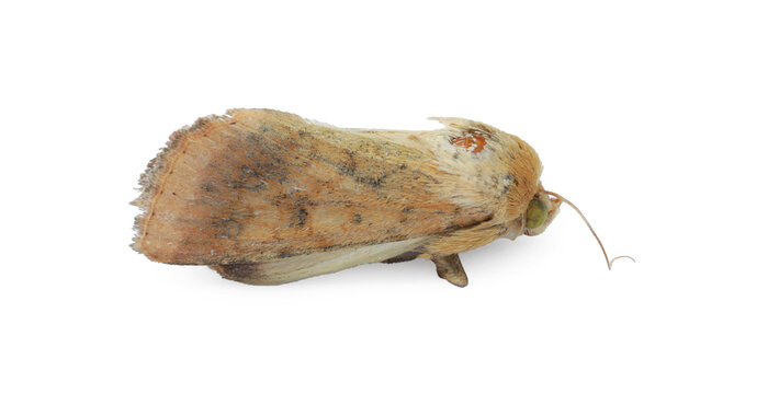 Single corn earworm moth isolated on white