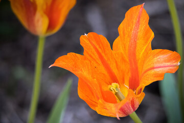 Yellow and Orange Tulip