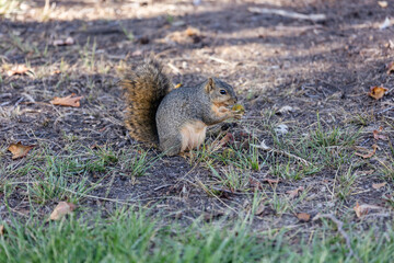 squirrel eating in the park