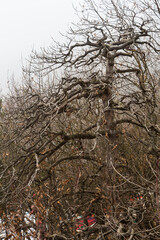 Tree in winter in a park
