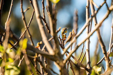 P&aacute;jaro comiendo el fruto de una higuera.