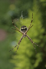 Big Spider