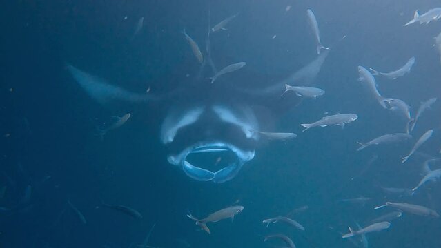 Ocean night dive with giant manta rays,  fish and saltwater stingrays feeding off sea plankton. 