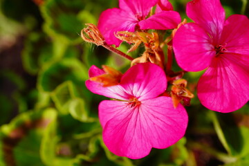 Pelargonium zonale in bloom, light pale pink flowers, balcony flower,