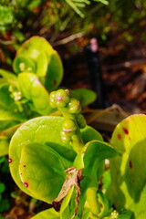 malabar spinach leaf with seed