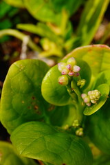 malabar spinach leaf with seed