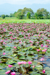 Pink Nymphaea lotus with leaves in pond