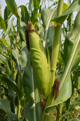 Obraz premium Corn cob in a corn plantation. Young and green corn field during the summer