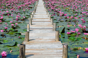 Nymphaea lotus in pond with wooden walkway