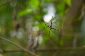 spider in a web on a blurred natural green background. Selective focus