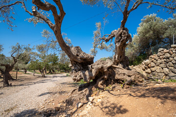 Son Marroig auf Mallorca und Olibemb&auml;ume , Spanien