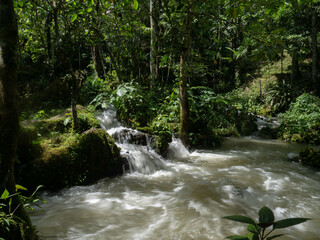 Bosque en Tingo María
