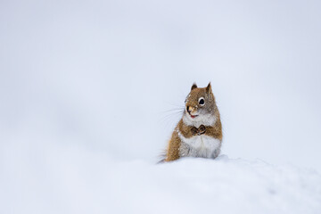 A squirrel in snow with white blurry background.