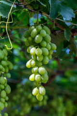 Bunch of green grapes hanging in the vineyard