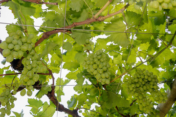 Grapevine full of bunches of green grapes