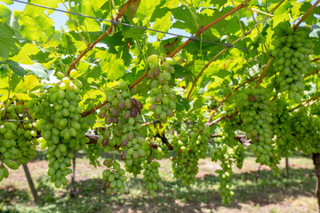 Fototapeta na wymiar Grapevine full of bunches of green grapes