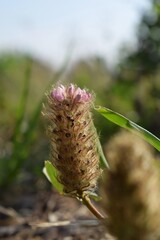 wild flowers and grass closeup, ornamental plants in the grass