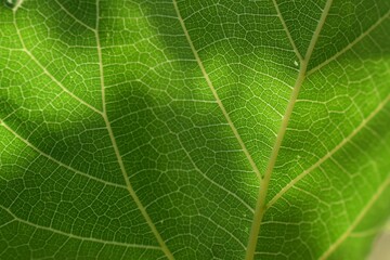 Close up on green leaf texture
